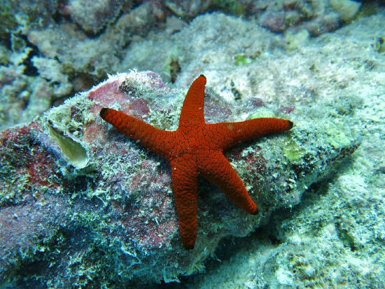  Fromia indica (Indian Brittle Star)